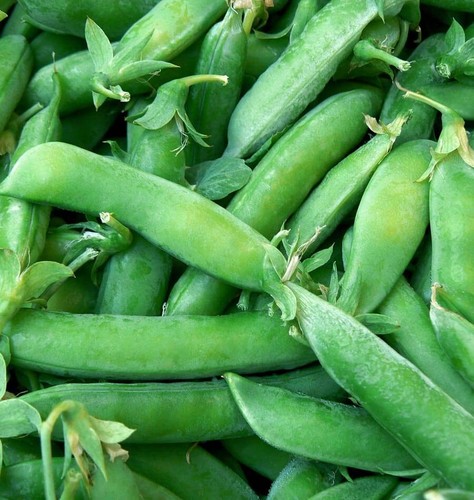 Sugar snap pea seeds - sugar, pod