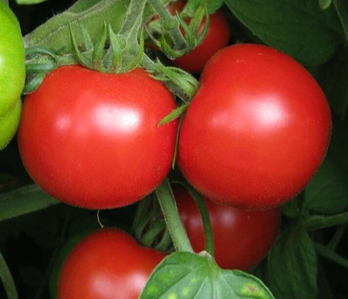Sub arctic plenty tomato seeds - arctic,